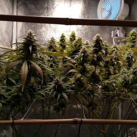 Inzane | Nepal growlog timeline photo