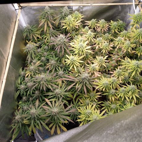 Inzane | Nepal growlog timeline photo