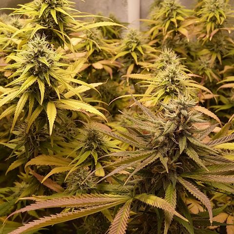 Inzane | Nepal growlog timeline photo