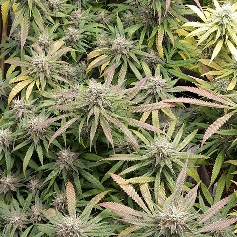 Inzane | Nepal growlog timeline photo