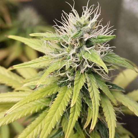 Inzane | Nepal growlog photo: Start of week 8