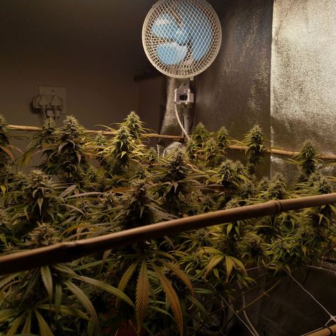 Inzane | Nepal growlog photo: Start of week 8