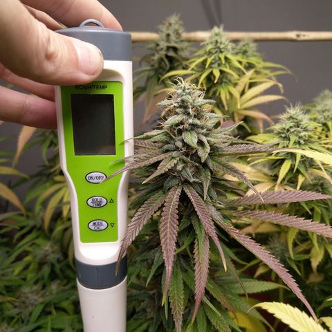 Inzane | Nepal growlog photo: Start of week 8