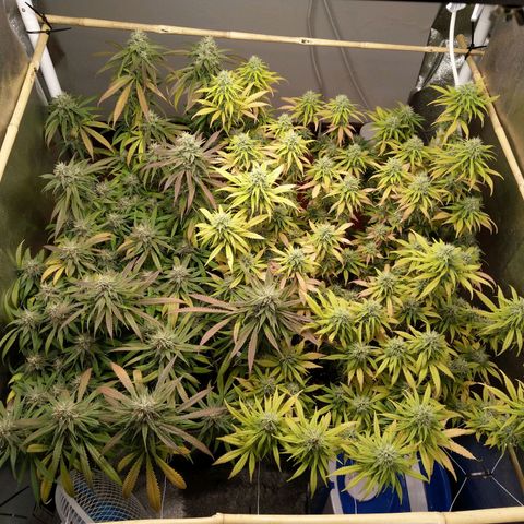 Inzane | Nepal growlog photo: Start of week 8