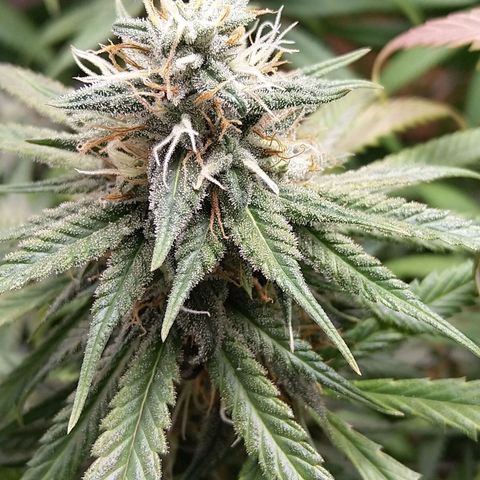 Inzane | Nepal growlog photo: Start of week 8