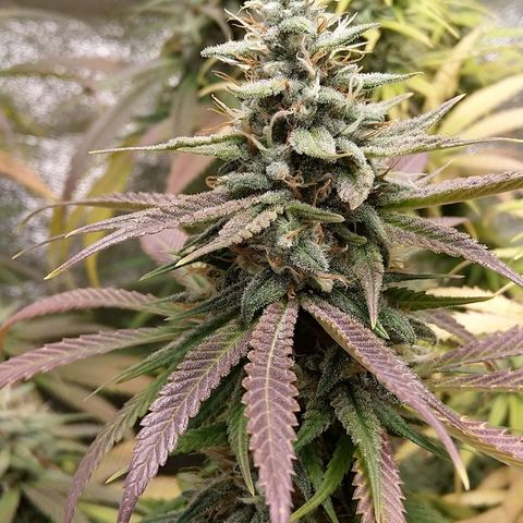 Inzane | Nepal growlog photo: One week to chop for darker green In nzane lady, thinking i should wait another week for the Nepal. Also won't be flushing on recommendation from Growhub,going to give them nutes to the end