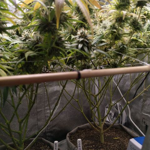 Inzane | Nepal growlog photo: One week to chop for darker green In nzane lady, thinking i should wait another week for the Nepal. Also won't be flushing on recommendation from Growhub,going to give them nutes to the end
