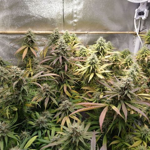 Inzane | Nepal growlog photo: One week to chop for darker green In nzane lady, thinking i should wait another week for the Nepal. Also won't be flushing on recommendation from Growhub,going to give them nutes to the end