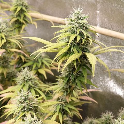 Inzane | Nepal growlog photo: One week to chop for darker green In nzane lady, thinking i should wait another week for the Nepal. Also won't be flushing on recommendation from Growhub,going to give them nutes to the end