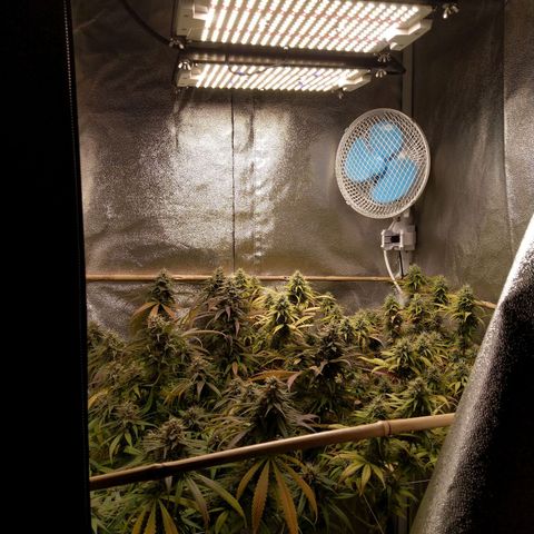 Inzane | Nepal growlog photo: One week to chop for darker green In nzane lady, thinking i should wait another week for the Nepal. Also won't be flushing on recommendation from Growhub,going to give them nutes to the end
