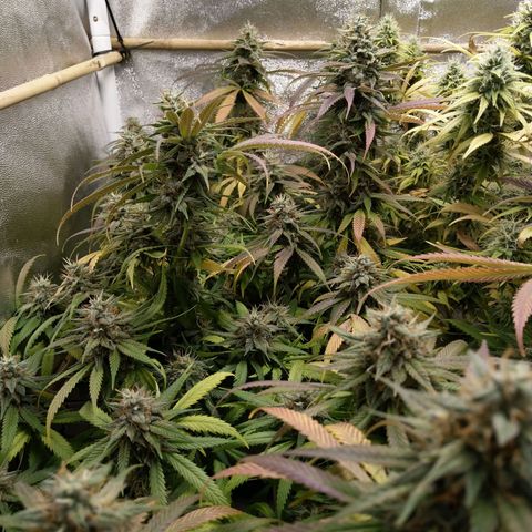 Inzane | Nepal growlog timeline photo