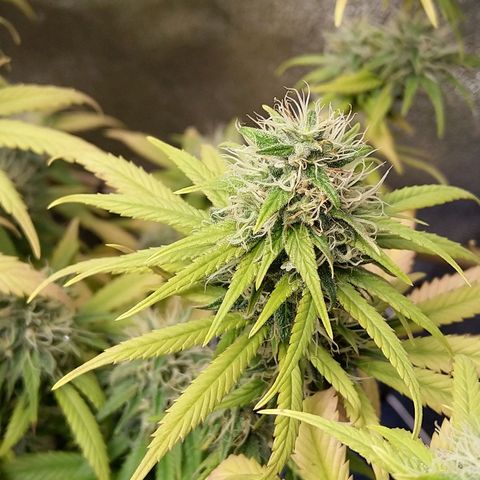 Inzane | Nepal growlog timeline photo
