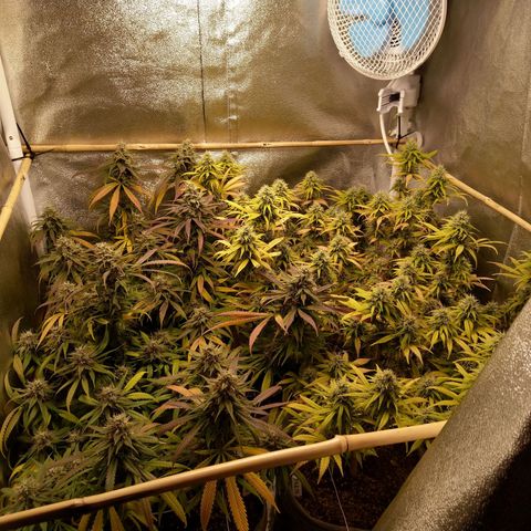 Inzane | Nepal growlog timeline photo