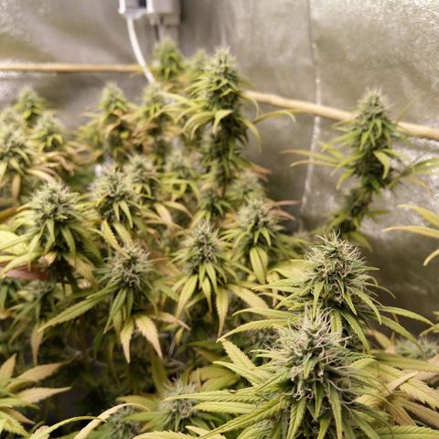 Inzane | Nepal growlog timeline photo