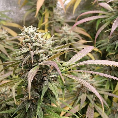 Inzane | Nepal growlog timeline photo