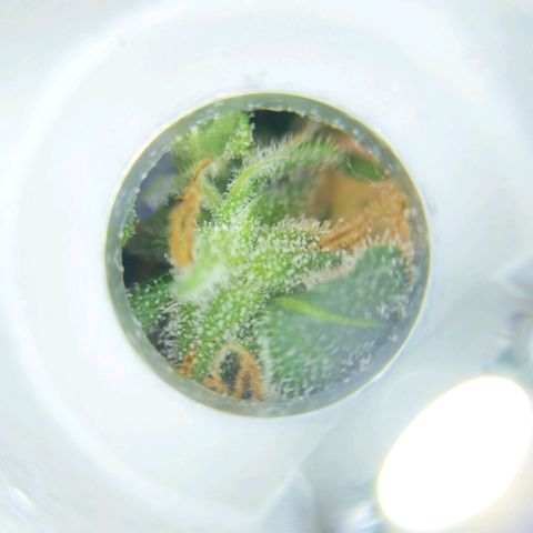 Inzane | Nepal growlog photo: Chopping down next weekend by the look of things :)