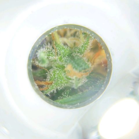 Inzane | Nepal growlog photo: Chopping down next weekend by the look of things :)