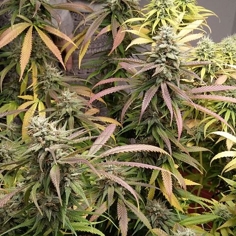 Inzane | Nepal growlog timeline photo