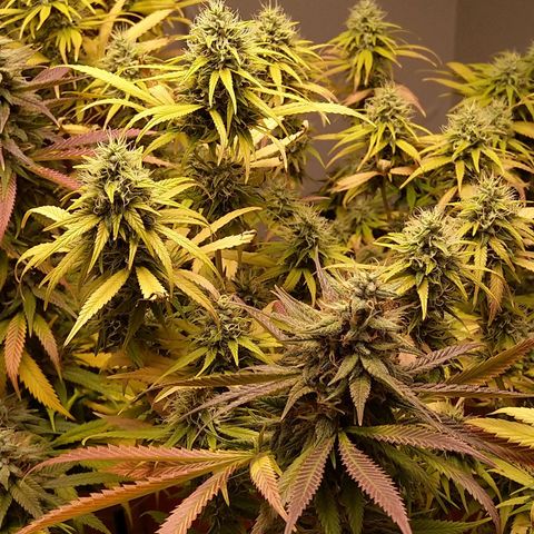 Inzane | Nepal growlog timeline photo
