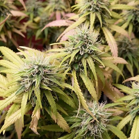 Inzane | Nepal growlog timeline photo