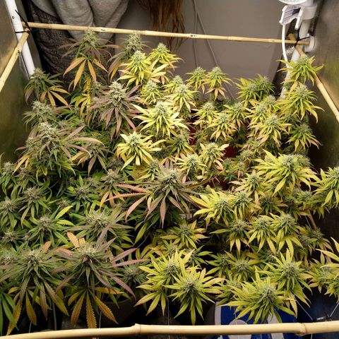 Inzane | Nepal growlog timeline photo
