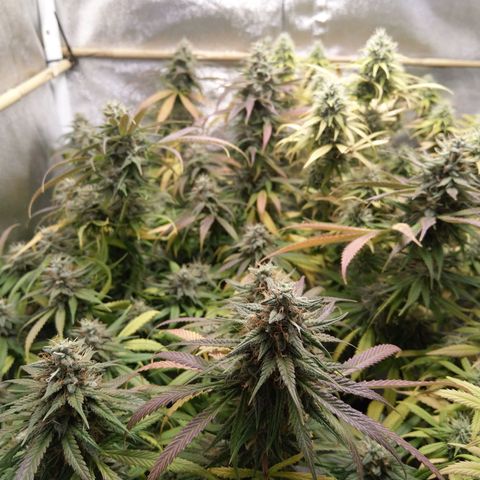 Inzane | Nepal growlog timeline photo