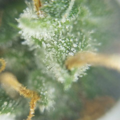 Inzane | Nepal growlog photo: Seems like the 15-20th still accurate prediction