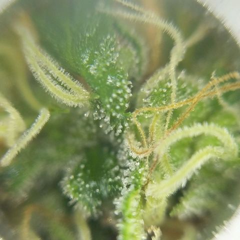 Inzane | Nepal growlog photo: Seems like the 15-20th still accurate prediction
