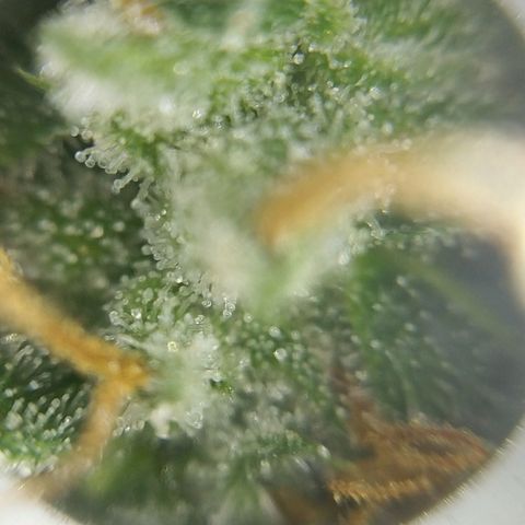 Inzane | Nepal growlog photo: Seems like the 15-20th still accurate prediction