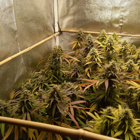 Inzane | Nepal growlog timeline photo