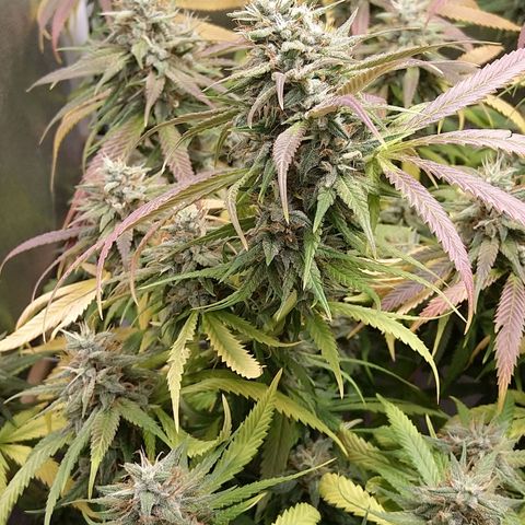 Inzane | Nepal growlog timeline photo