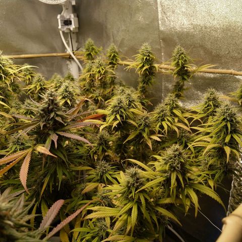 Inzane | Nepal growlog timeline photo