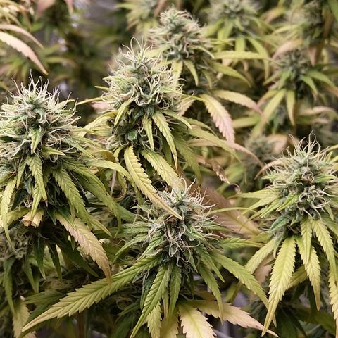 Inzane | Nepal growlog timeline photo