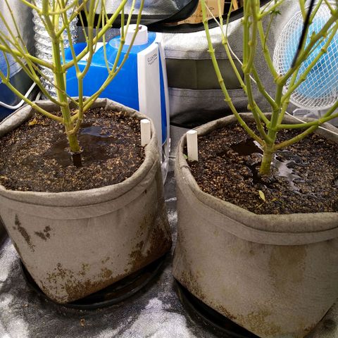Inzane | Nepal growlog photo: Ladies not thirsty...2l each
