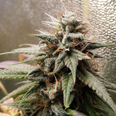 Inzane | Nepal growlog timeline photo