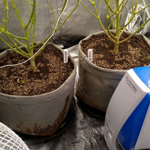 Inzane | Nepal growlog timeline photo
