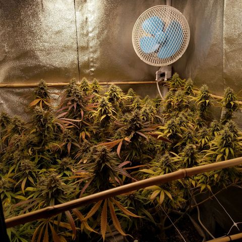 Inzane | Nepal growlog timeline photo