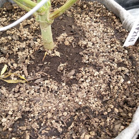 Inzane | Nepal growlog timeline photo