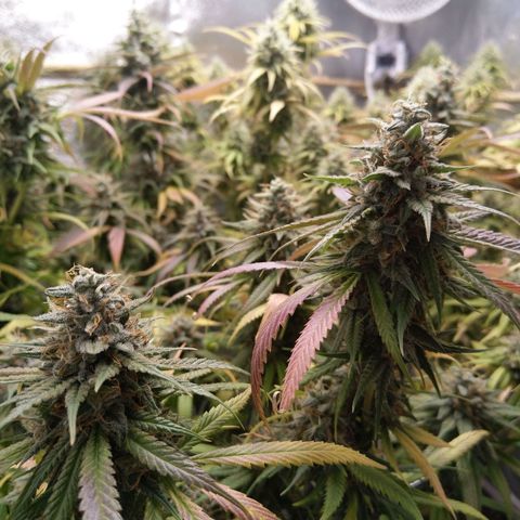 Inzane | Nepal growlog timeline photo