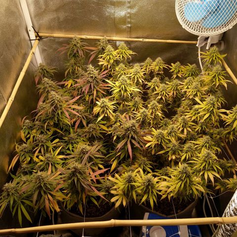 Inzane | Nepal growlog timeline photo