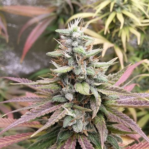 Inzane | Nepal growlog timeline photo