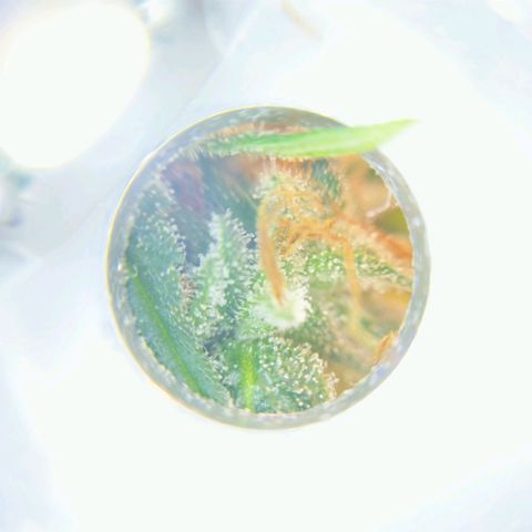 Inzane | Nepal growlog photo: No amber?