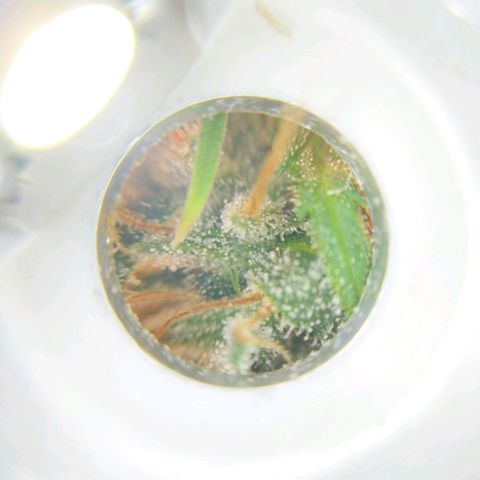 Inzane | Nepal growlog photo: No amber?