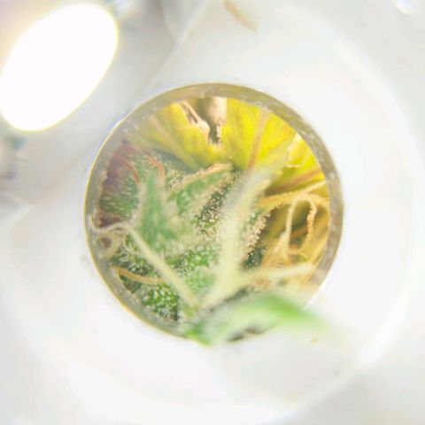 Inzane | Nepal growlog photo: No amber?