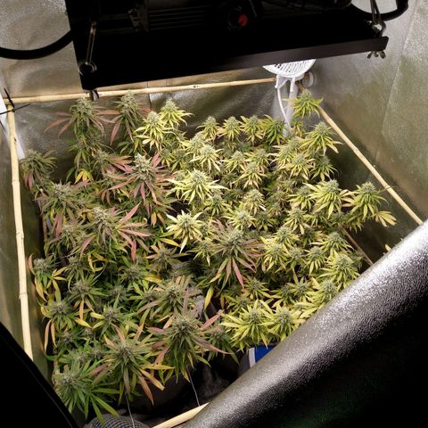 Inzane | Nepal growlog timeline photo