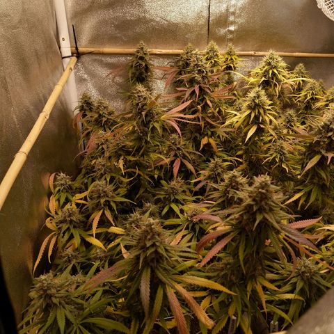Inzane | Nepal growlog timeline photo