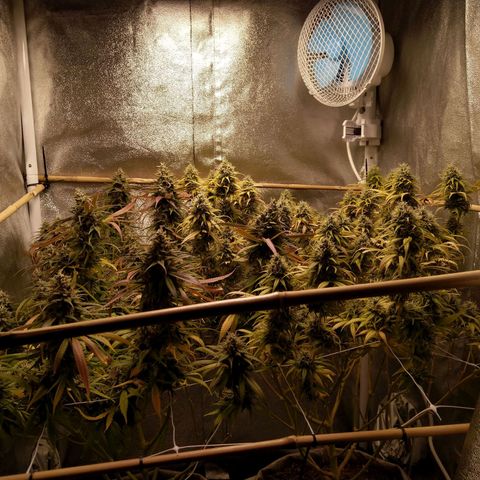 Inzane | Nepal growlog timeline photo
