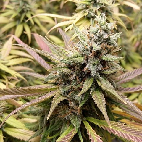 Inzane | Nepal growlog timeline photo