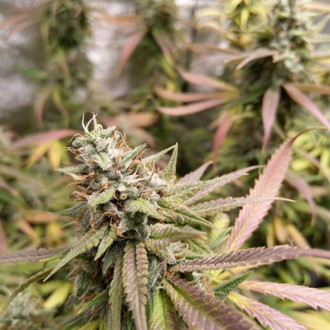 Inzane | Nepal growlog timeline photo