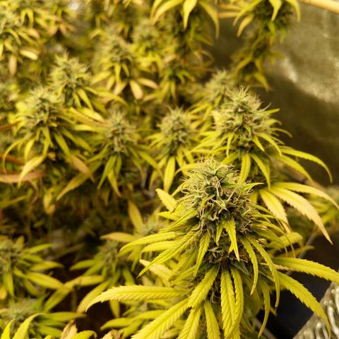 Inzane | Nepal growlog timeline photo
